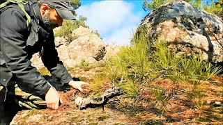 Pine Tree Yamadori Hunting Vol 8  Bonsai Inspiration From Nature  Relaxing Video on The Mountain [upl. by Yentihw]