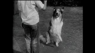 Lassie  Episode 30  quotThe Dog Showquot Season 2 4  10021955 [upl. by Johnath]