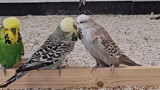 Budgie Birds having their First Kiss [upl. by Haidebez]