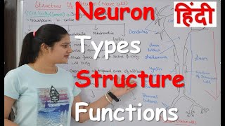 Neuron physiology in Hindi  Types  Structure  Sensory amp Motor nerve  Neuron parts [upl. by Doone]