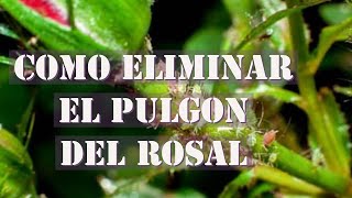 Cómo eliminar pulgones de tus Rosales 🌹de forma casera con Jabon [upl. by Anyrak]