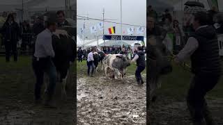 Série de vaches à Foire Agricole de Libramont 2024 blancbleubelge [upl. by Edyak]