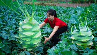 Harvest Kohlrabi amp Goes To Market Sell  Harvesting And Cooking  Lý Song Ca [upl. by Ynattirb]