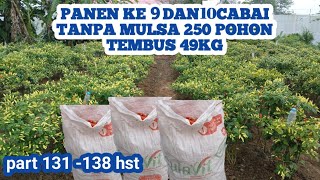 HASIL PANEN CABAI KALIBER 250 POHON TANPA MULSA PETIKAN KE 9 DAN 10 [upl. by Yrocaj]