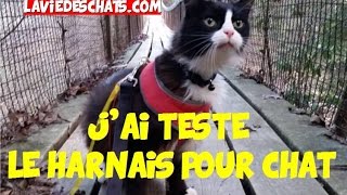 Jai testé le harnais pour chat 🐱 ou laisse pour chat [upl. by Nyla]