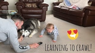 My Husky Is Helping My Baby To Crawl [upl. by Hotze]