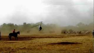 Heli Mustering R 44 Australian Outback Helicopter Muster Cattle Station [upl. by Brenner]