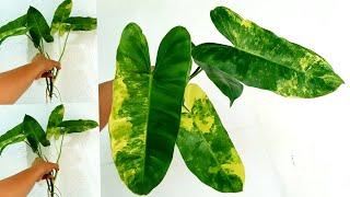 Philodendron Burle Marx Propagation Tips amp Variegated Plant Care [upl. by Kcirevam]