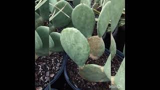 quotPrickly Pearquot Thornless Cactus [upl. by Charron]