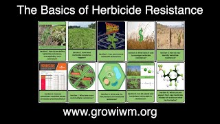 Introduction to the Basics of Herbicide Resistance [upl. by Dlorej581]