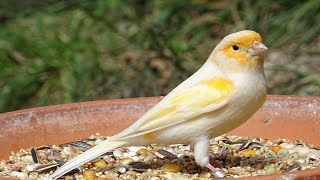 Kanarienvogel Gezwitscher Gesang [upl. by Buckie]