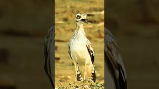 Bird Call  Indian Stone Curlew [upl. by Anica]