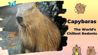 Capybaras  The Worlds Chillest Rodents Taking Over the Internet [upl. by Bronder416]