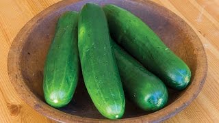 Learn all about growing Cucumbers [upl. by Aelhsa]