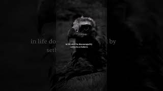 Vulture motivational quote of today [upl. by Kemme]