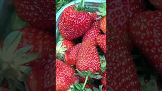 🍓HARVEST STRAWBERRIES WITH ME  June 8 2023  Connecticut Garden [upl. by Enilorac]