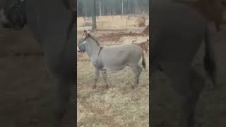 Donkey laughs at dog getting shocked by Electric fence 😂 [upl. by Ydnor]