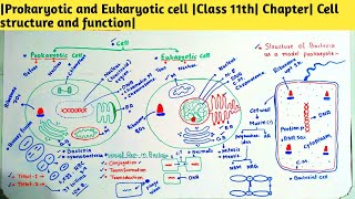 Prokaryotic and Eukaryotic cell Class 11th Chapter Cell structure and function [upl. by Lundt]