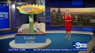 Dani Beckstrom for ABC7 Eyewitness News Super Cat Saturday amp Weather clips for November 11 2023 [upl. by Brecher]