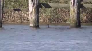 Great cormorant Parnu Estonia [upl. by Doran]