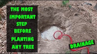 Checking for drainage the most important step when planting any tree [upl. by Llenrub]