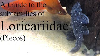 An Ichthyologists Guide to the Subfamilies of Loricariidae Plecos [upl. by Tullus]