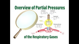 Partial Pressures of the Respiratory Gases [upl. by Ellinej]