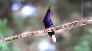 Violet Sabrewing Campylopterus hemileucurus 1 [upl. by Marva]