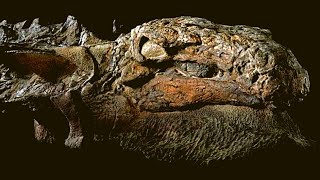 Nodosaur Dinosaur ‘Mummy’ Unveiled With Skin And Guts Intac [upl. by Lozano]