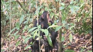 Chimpanzees of Lake Tanganyika Part 2 [upl. by Sansone]