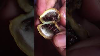 Tabernaemontana undulata fruit and seeds SANANGA [upl. by Bass]