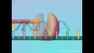 Mechanisms of Action of Nucleoside Reverse Transcriptase Inhibitors NRTIs [upl. by Carbrey599]