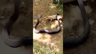 Amazing Battle Mongoose vs Cobra Snake [upl. by Gisella]