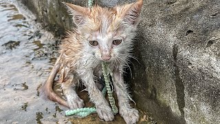 Kitten Abandoned in Winter Rain Scared And Hungry I Adopted It [upl. by Roybn]