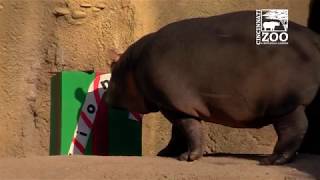 Santa brings Gifts to Animals  Cincinnati Zoo [upl. by Gary]