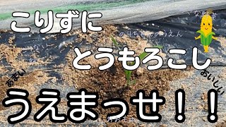 またまた懲りずにとうもろこし植えまっせ！ ホンダのスパイラルローターで草刈りしたよ 先月受けた資格も合格おめでとう♪ もぐらも出てきた 2024325～331 no13 のりちゃん農園です！！ [upl. by Gareri]