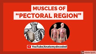 Muscles of Pectoral Region  Anatomy Decoded  Anatomy Lectures [upl. by Yarvis]