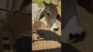 treatment in tha cattle lumpy jawActinomycosis of cow veterinary youtube kishan lumpy cow [upl. by Enelav]