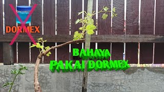 Bahaya Penggunaan Dormex Lihat Ini Sebelum Aplikasi Ke Tanaman Anggur Anda [upl. by Barthelemy]