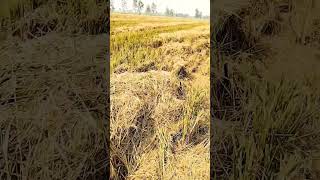 Kisan ki shaantrending vlog struggle youtubeshorts kisan tractor shorts [upl. by Guthrey517]