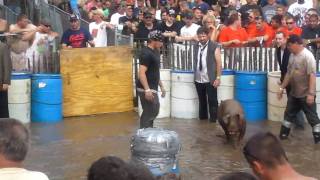 2010 Pig Wrestling  Crivitz [upl. by Olzsal639]