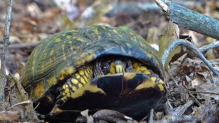 Eastern Box Turtle Opens Its Shell [upl. by Ylak]