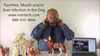 What is Pyorrhea Mouth Gum Teeth Infection the Dog [upl. by Lyris597]