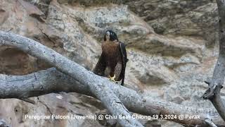 Peregrine Falcon Falco peregrinus ernesti  Juvenile  Chiu S C DSCN4836 [upl. by Ainet847]