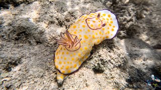 Marsa Alam 2024 Snorkeling in the lagoon of Blend Elphistone Resort 17 18 Maggio 2024 4K [upl. by Obadias]