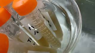 Phytochemicals analysis Plant extraction Step 2 Sonication process 30 min [upl. by Wesle557]