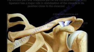 Coracoid Conoid Coronoid  Everything You Need To Know  Dr Nabil Ebraheim [upl. by Eveam380]