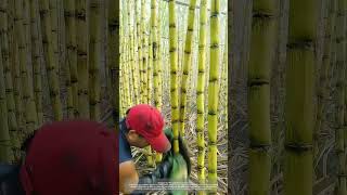 Clean Fruit Sugarcane Before Cutting And Marketing [upl. by Aara772]