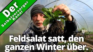 Feldsalat satt den ganzen Winter über [upl. by Knowland]