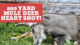 800 Yard Mule Deer Heart Shot [upl. by Ongun445]